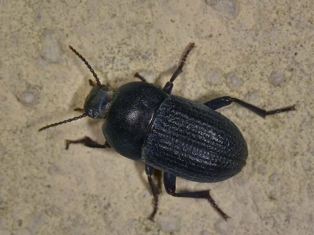 Tenebrionide n.2 da identificare: Pedinus meridianus?